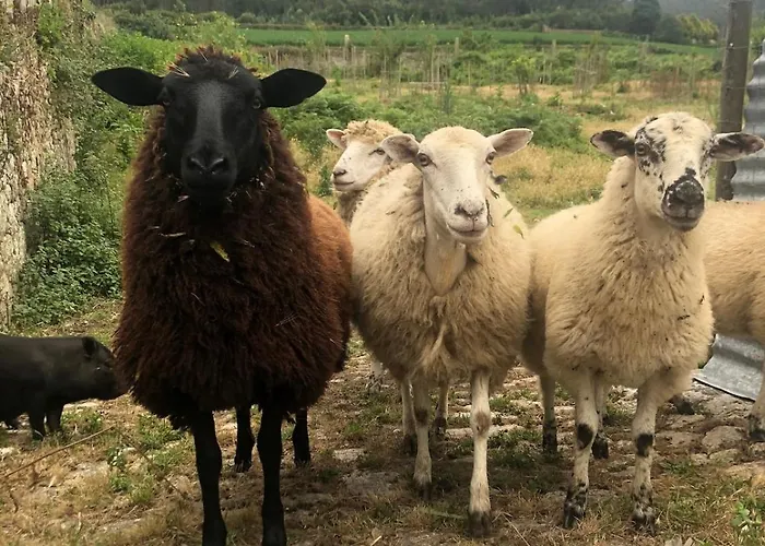 Charming In Our Apartamento Fornelo